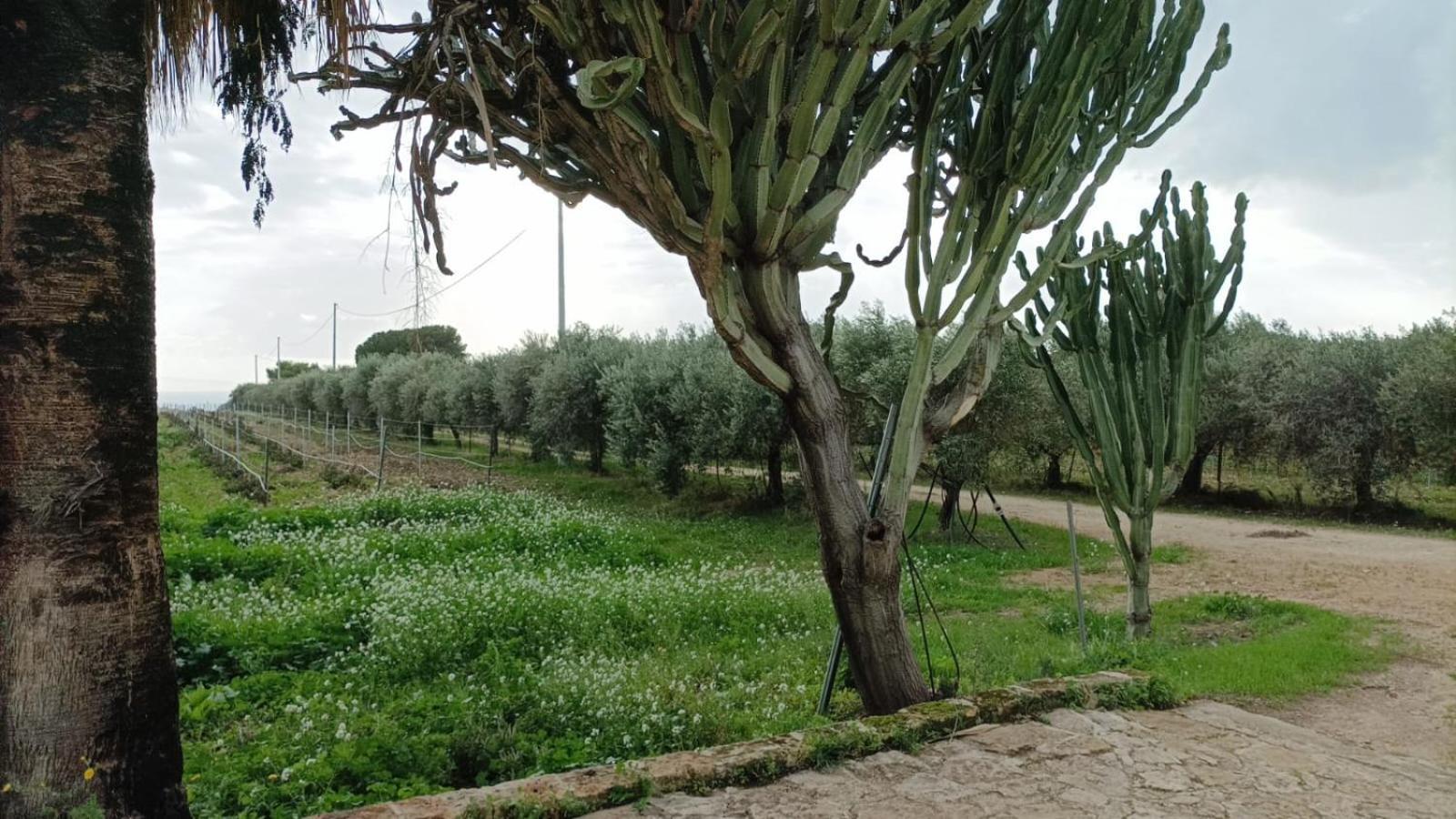 Casa Bouganville Villetta Tra Le Vigne E Il Mare Menfi Esterno foto